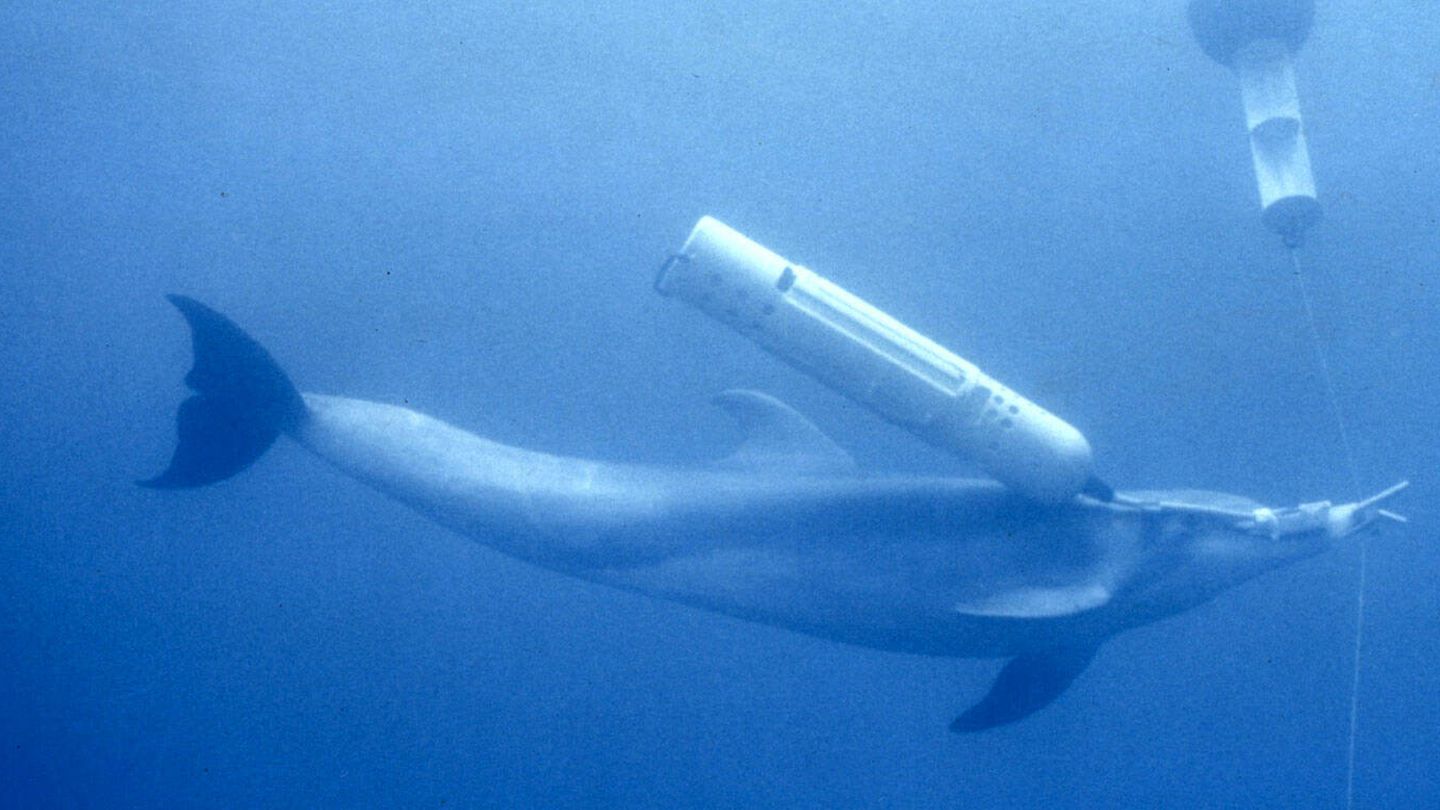 Delfín de la marina americana marcando una mina de prueba. (US Navy)