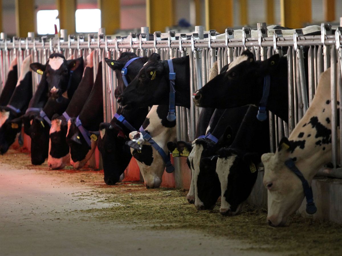 Foto: Las vacas en la granja Baladna, ahora un orgullo nacional. Con aire acondicionado. (Reuters/Naseem Zeitoon)