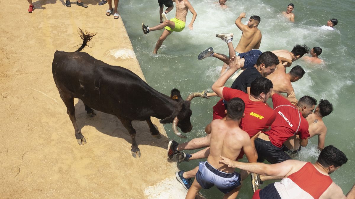 Fallece un toro al caer al mar y ahogarse durante el 'Bous a la mar' en Denia (Alicante)