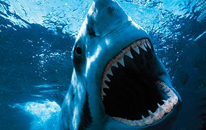 Sacrifiquemos políticos, no tiburones