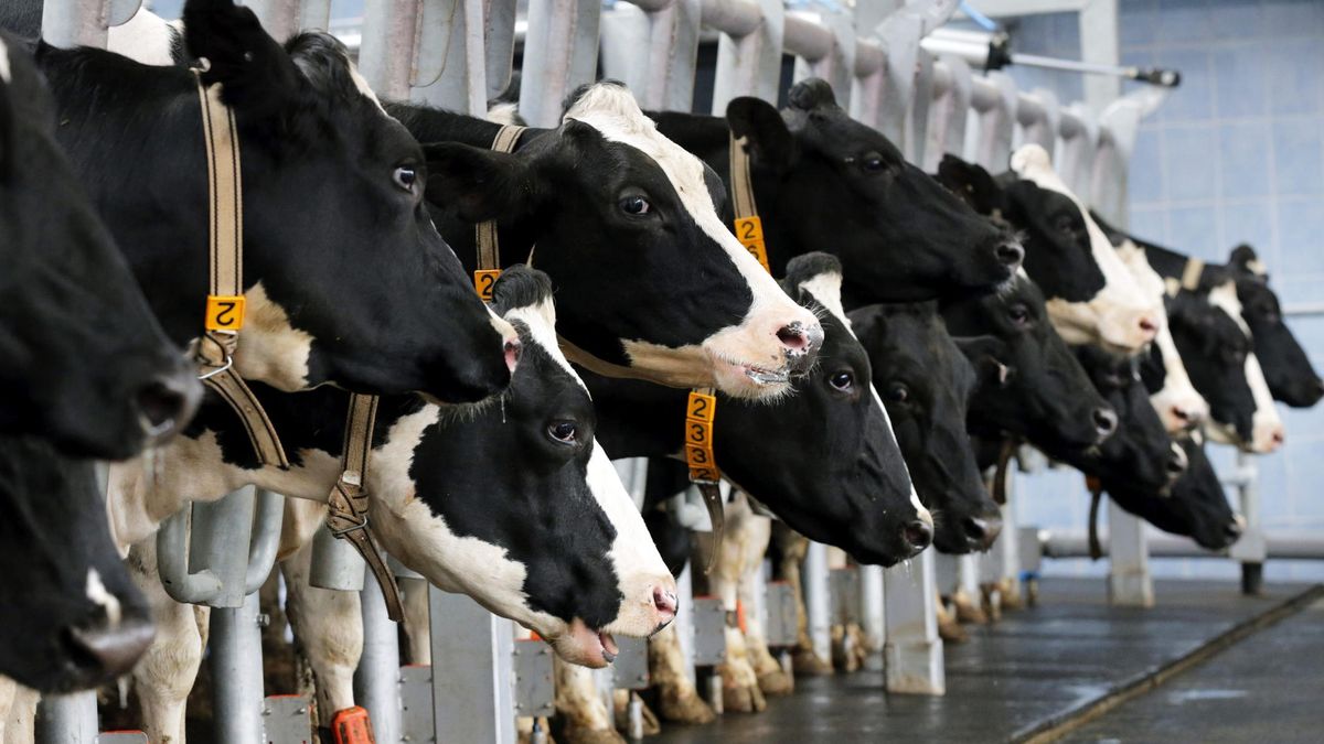 Noruega detecta el primer caso en el país de la enfermedad de las "vacas locas"