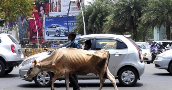 Foto: Un hombre camina con su vaca por una calle de Bangalore (India) en una imagen de archivo. (EFE)