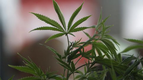 El TS condena a una asociación de cannabis por un delito contra la salud