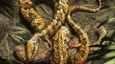 Las serpientes primitivas tenían cuatro patas para cazar y reproducirse