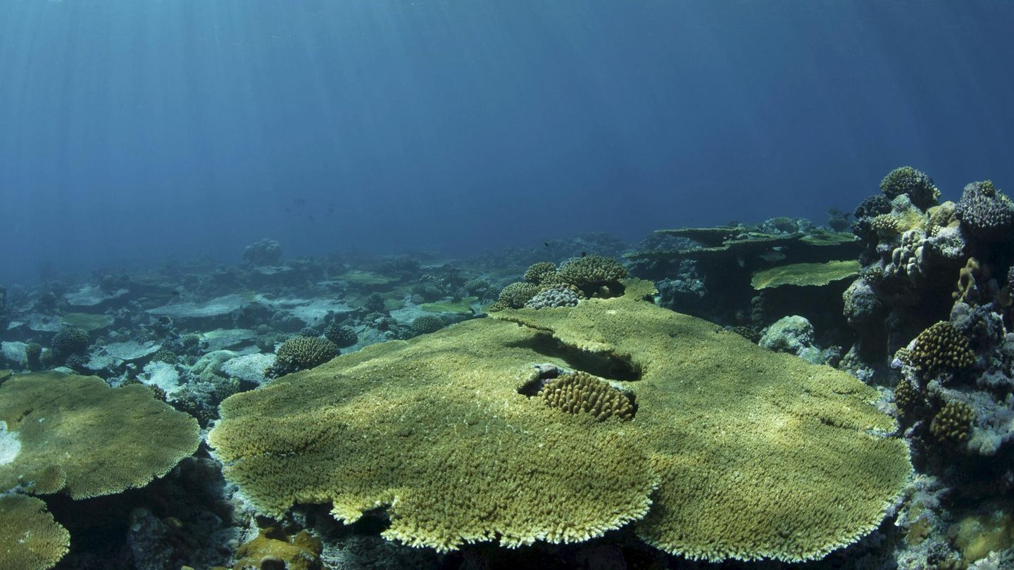 El coral, uno de las víctimas del calentamiento global. (Foto: Reuters)