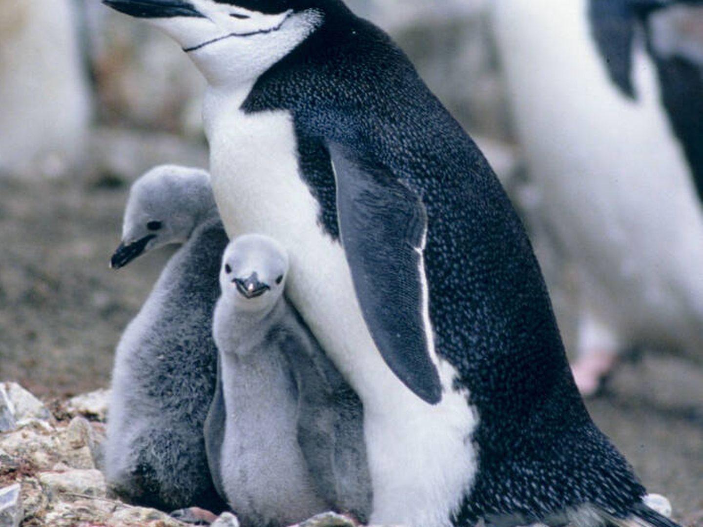 Pingüino barbijo con sus crías. 