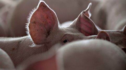 El ruinoso negocio de producir más cerdos a costa de envenenar acuíferos