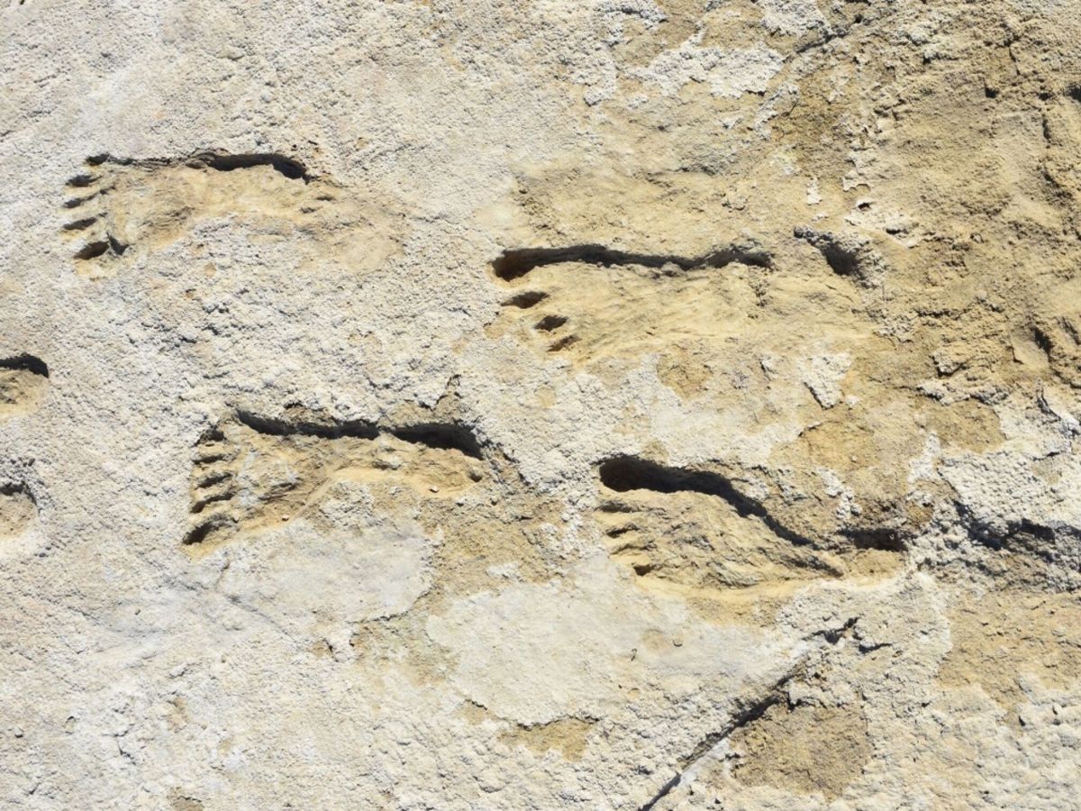 Foto: Estas son las huellas fosilizadas estudiadas (EFE/David Bustos)