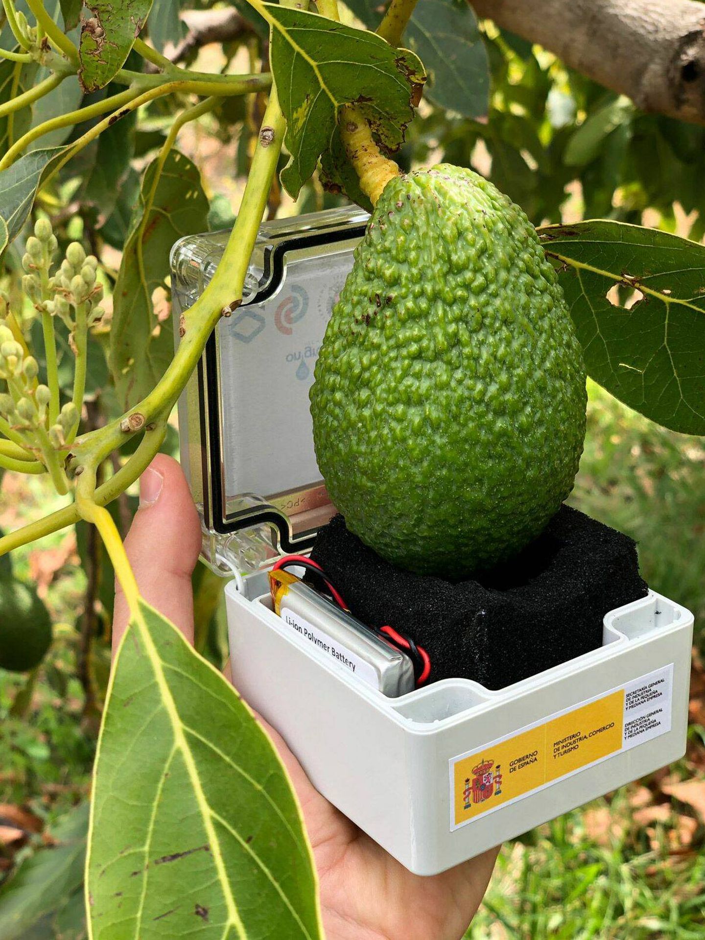 Prototipo del sensor Avocato.