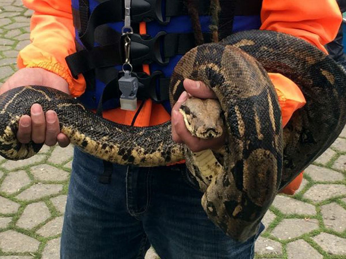 Foto: El reptil mide más de dos metros, pero no es peligroso. (EFE)
