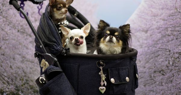 Foto: Feria internacional para las mascotas "interpets" en tokio