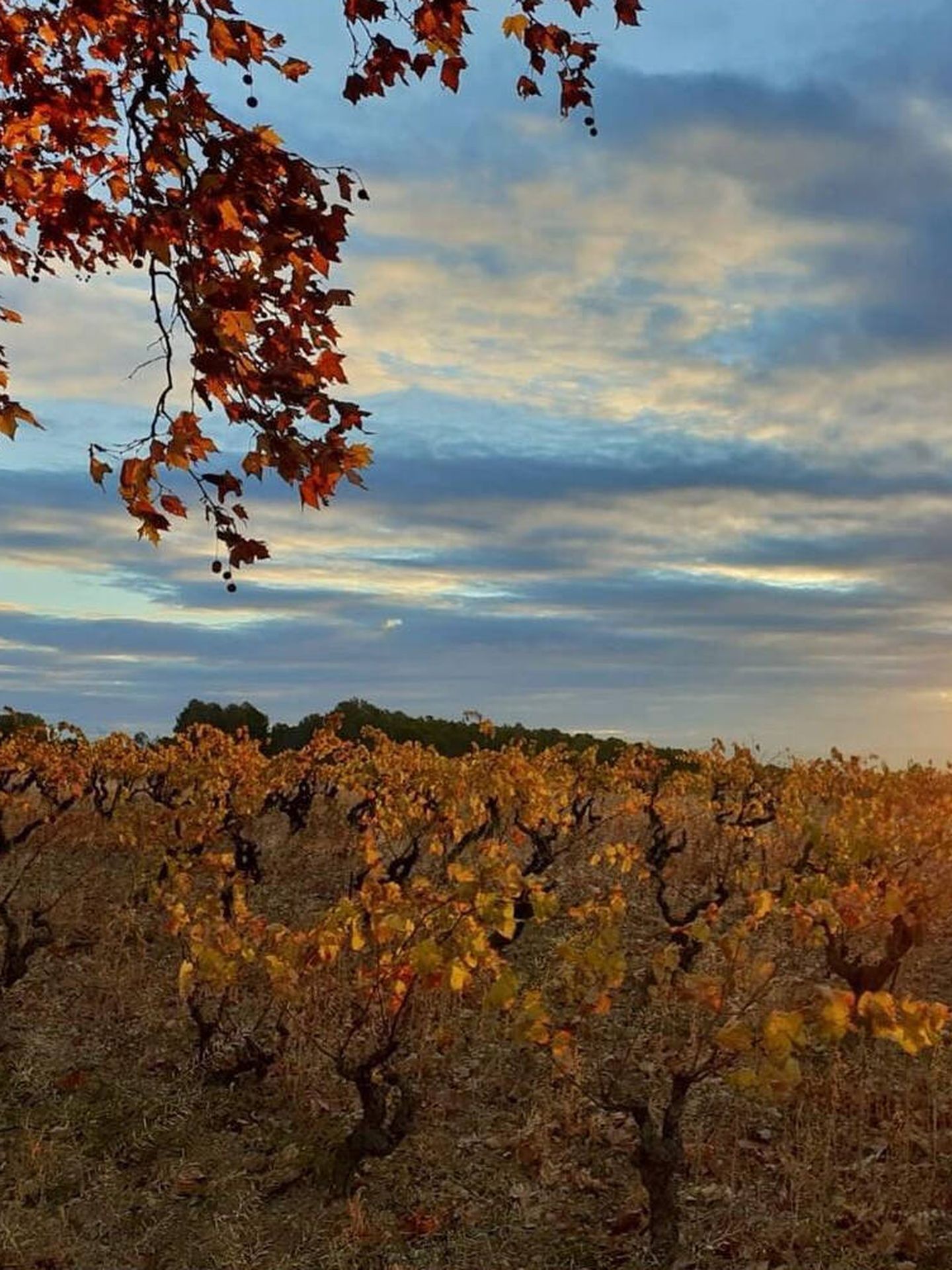 Los viñedos de MontRubí, en los que brilla la variedad sumoll, albergan hotel y restaurante de nivel. (Cortesía)