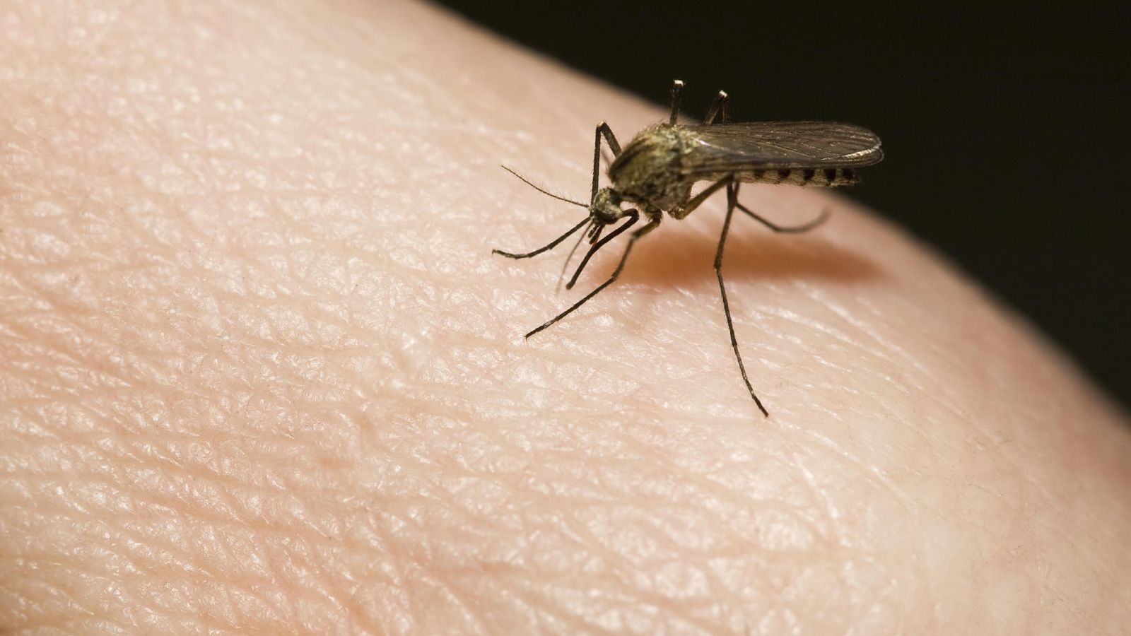 Foto: Cualquiera puede ser víctima de un mosquito. (iStock)
