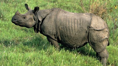 Chitwan, el paraíso del rinoceronte indio