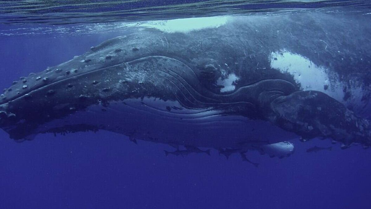 El lenguaje de las ballenas puede ser clave para detectar civilizaciones alienígenas