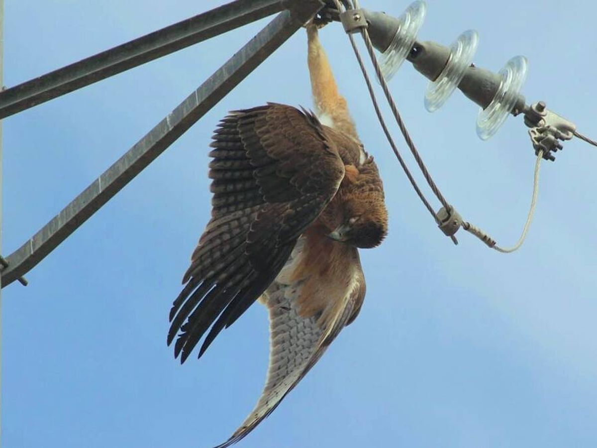 Foto: Una águila perdicera joven electrocutada (Plataforma SOS Tendidos Eléctricos)