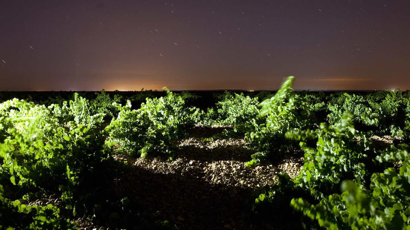 Foto: El viñedo de Menade, en Rueda, por la noche