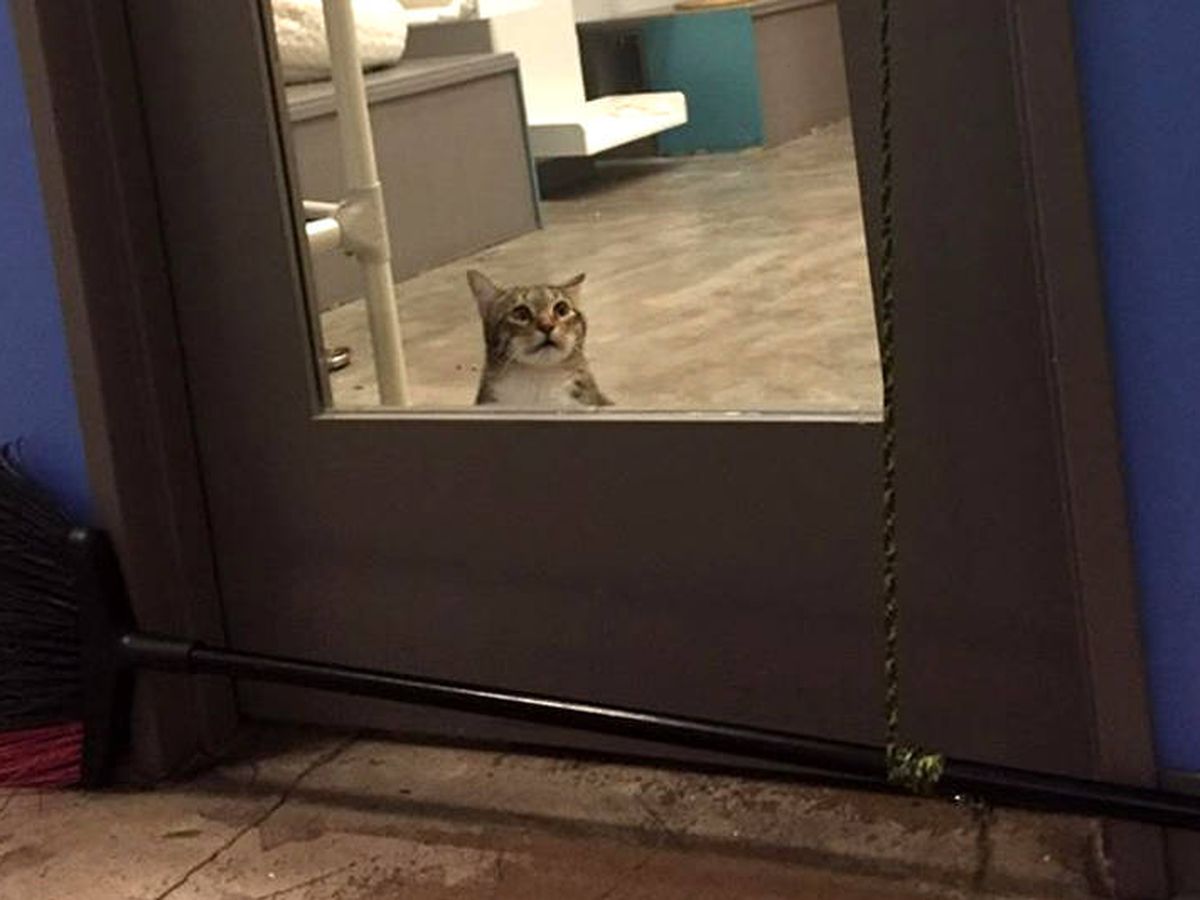 Castigan a un gato por saber abrir la puerta y dejar salir del