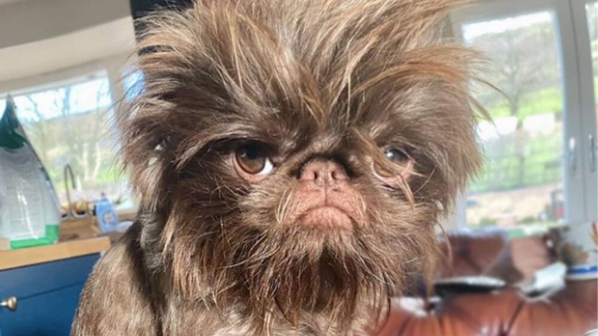 El increíble parecido de este perro con Gizmo de los Gremlins causa furor en redes sociales