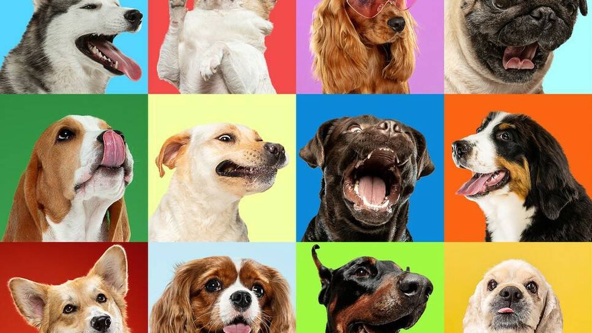 Las dos razas de perro que los veterinarios no tendrían en casa: todos coinciden