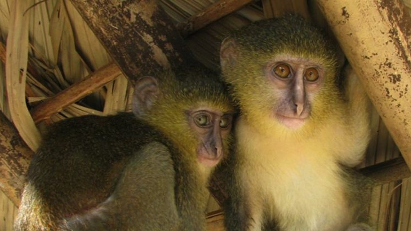 Dos individuos jóvenes del mono lesula. (John A. Hart)