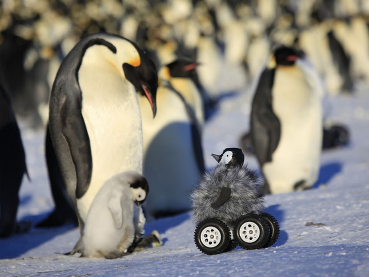 Foto: Los pingüinos emperador, en peligro. Foto:Yvon Le Maho et al./Nature Methods