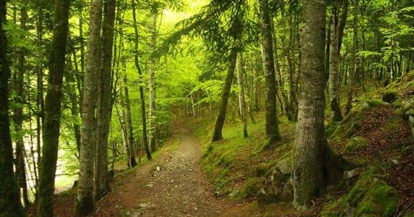 Foto: La selva de Irati, un bosque animado en Navarra (Foto: Ayuntamiento de Ochagavía)