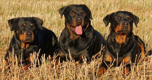 Foto:  Tres perros de raza rottweilers. (Istock)