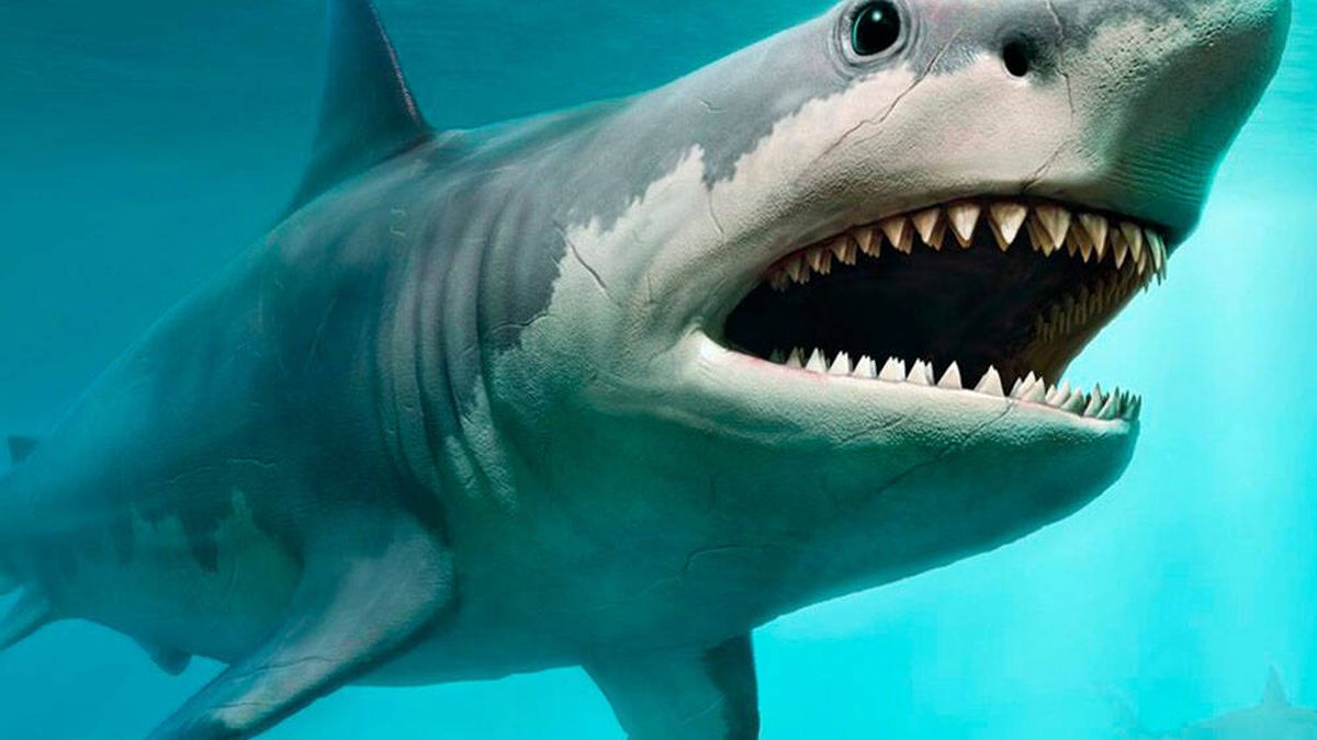 Megalodón: la razón por la que pudo extinguirse el tiburón más grande del mundo