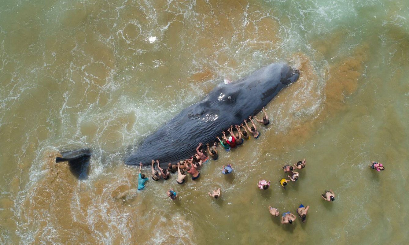 Bañistas intentando salvar un cachalote varado en una playa de Portugal. (Nuno Sá/UPY2024)