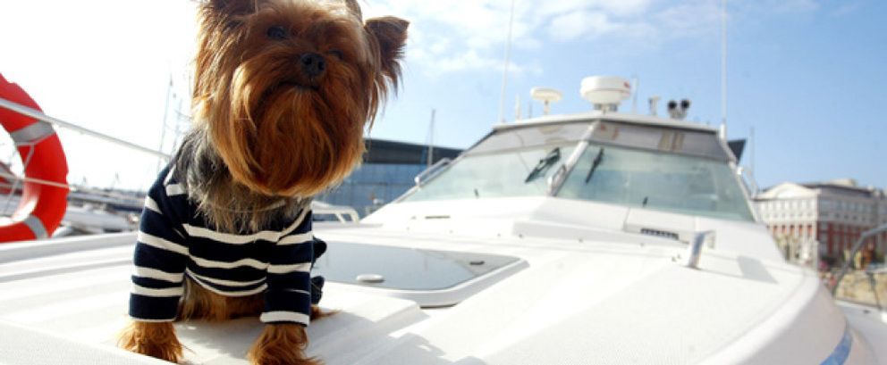 Foto: Glamour canino para mascotas fashionistas