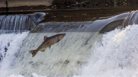 Los salmones luchan por volver a los ríos de los Picos de Europa