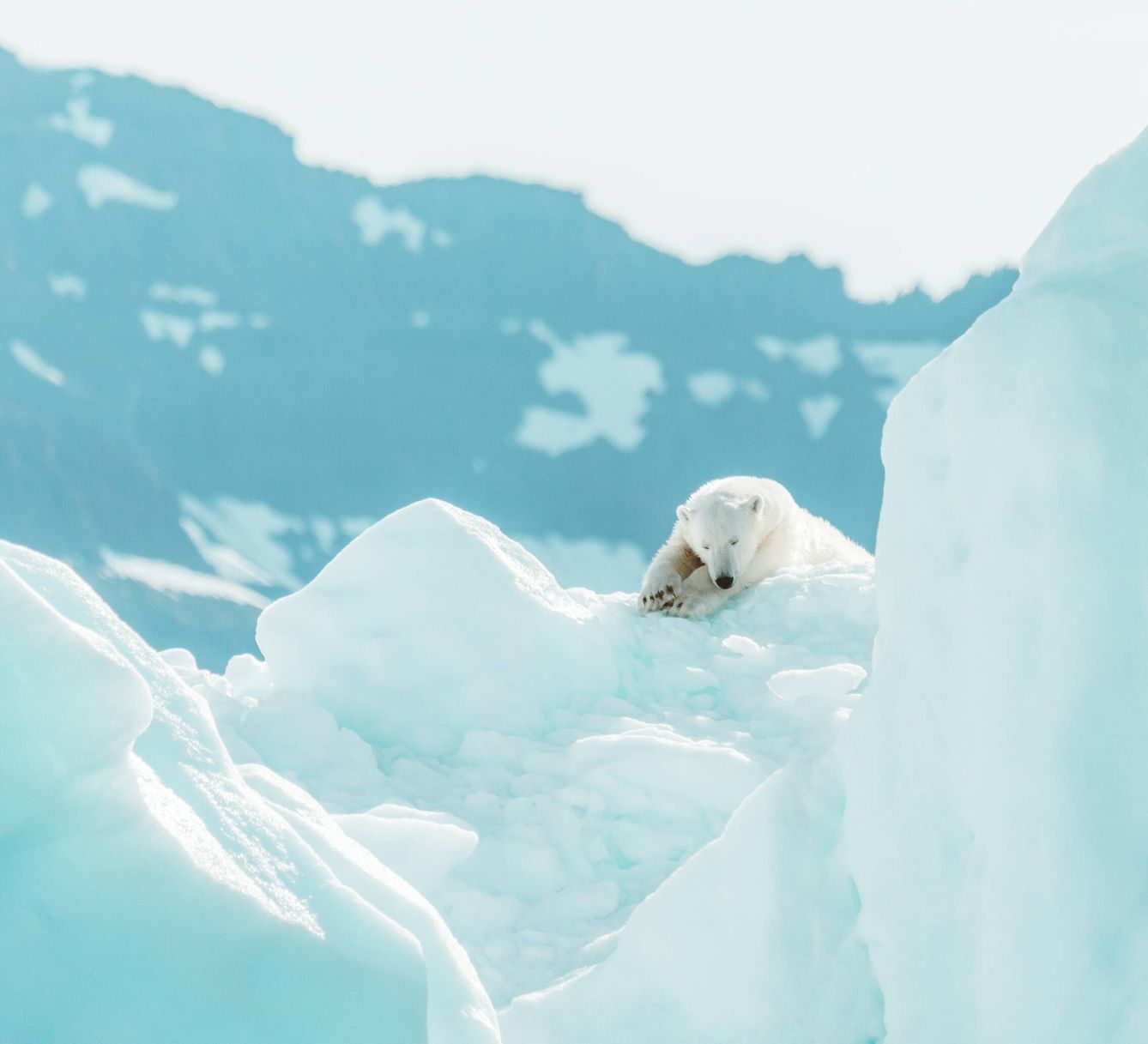 Un oso polar, una de las especies más amenazadas por el cambio climático. Foto: Unsplash