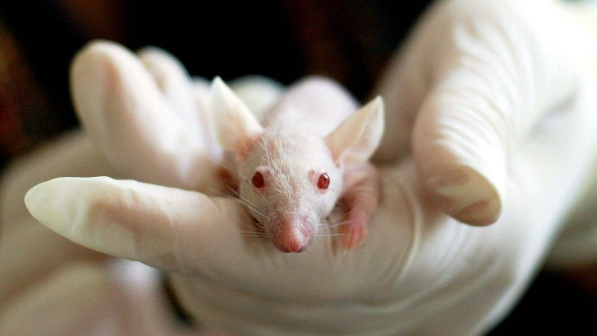 Lo último de la IA: una revista científica publica un artículo con un ratón con testículos gigantes