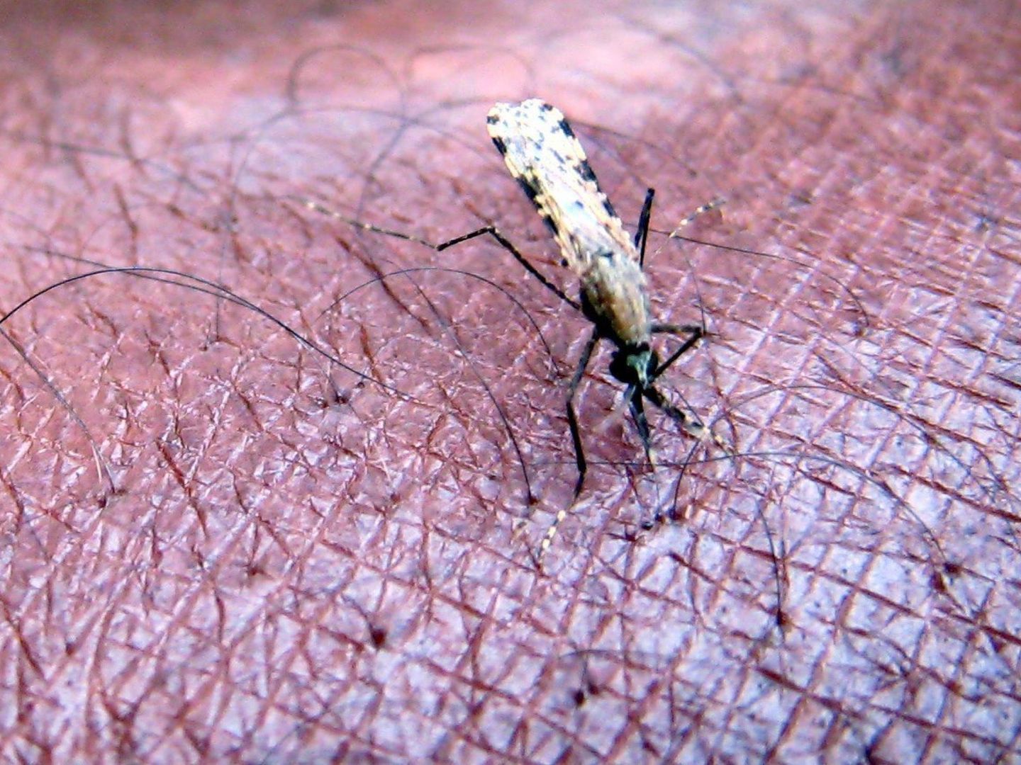 Los mosquitos son uno de los principales vectores de transmisión. EFE