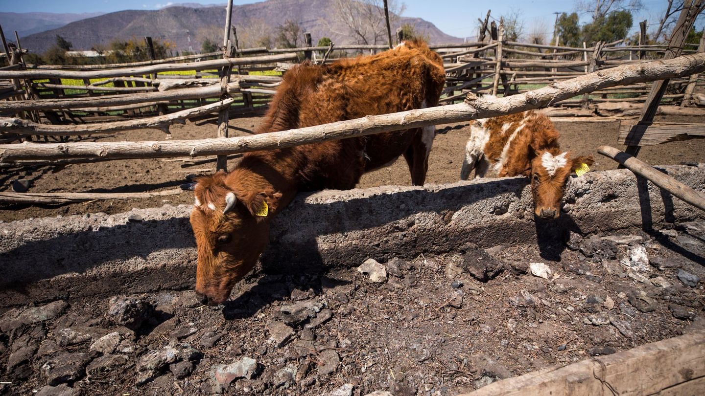 El ganado sufre las consecuencias del cambio climático en todo el mundo. (EFE/A. Valdés)