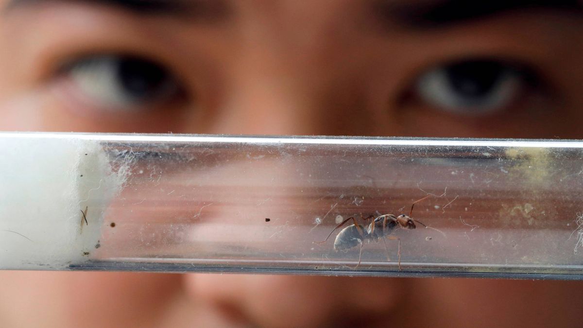 Científicos "reprograman" el comportamiento de las hormigas 