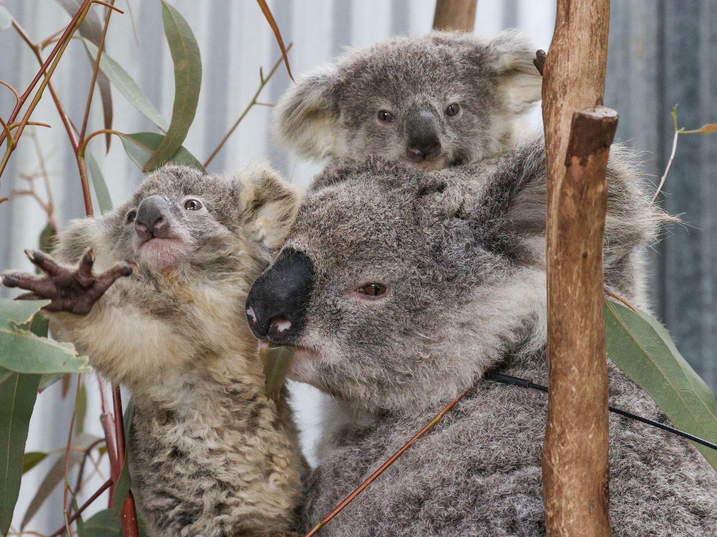 Una familia de koalas en Australia. (Reuters)