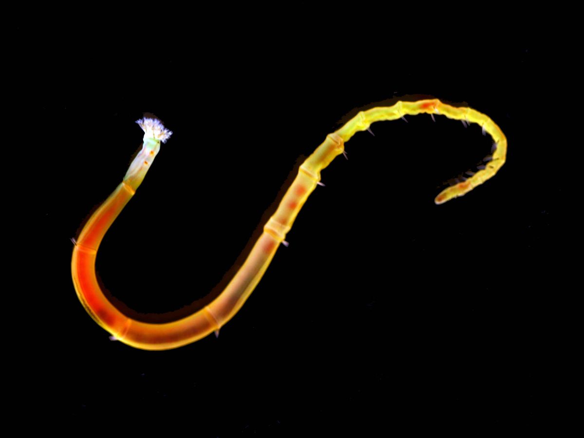 Foto: 'Owenia fusiformis', el gusano secuenciado. (Chema Martín)