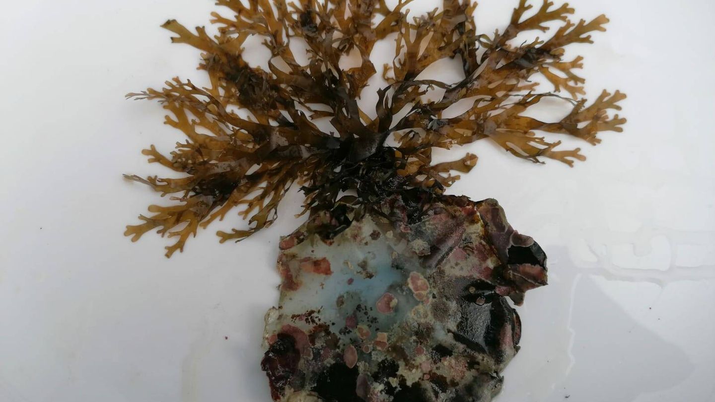 La capacidad de adaptación al medio del alga invasora es muy alta. En la imagen, el alga fijada a un fondo de plástico, en una imagen tomada en Roquetas de Mar. (Félix López)