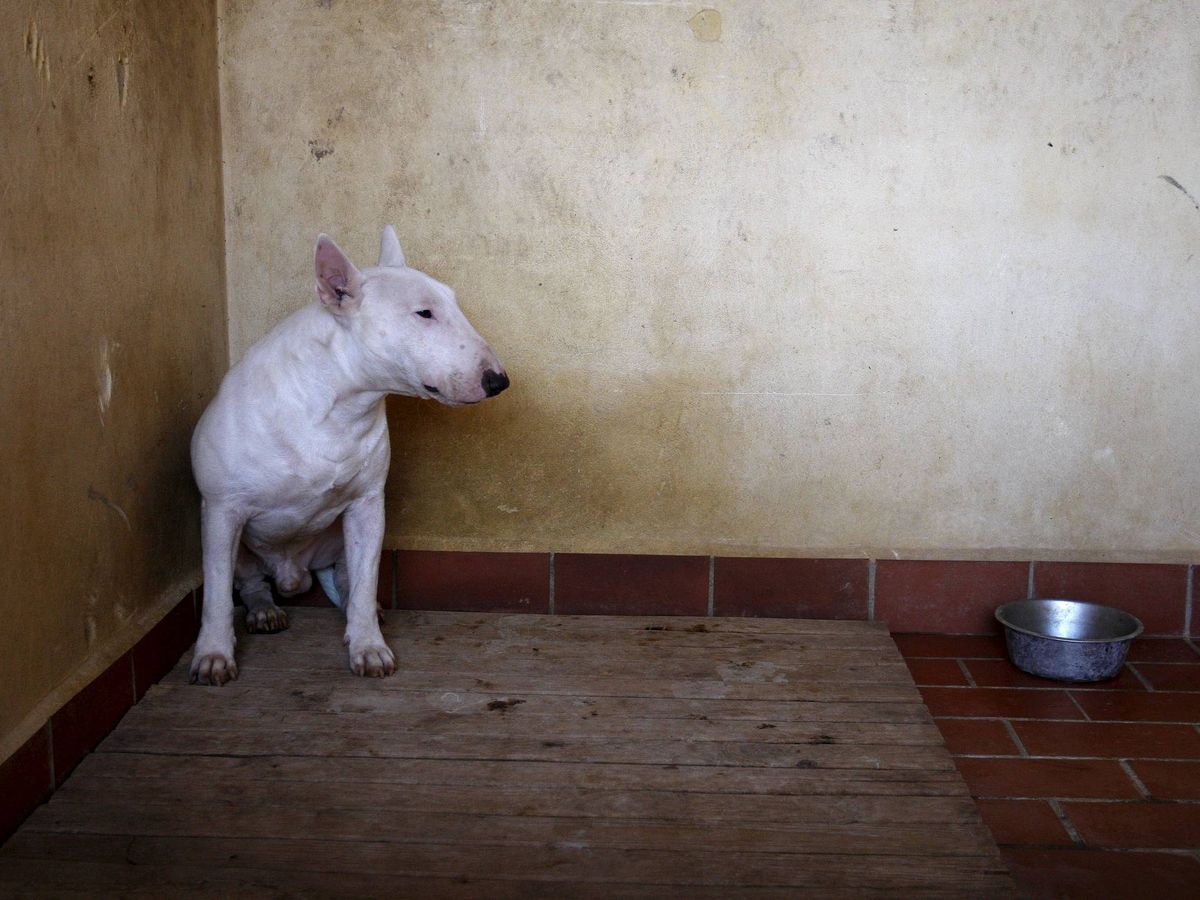 Foto: Un perro de raza Pitbull. (EFE/Carlos Barba)