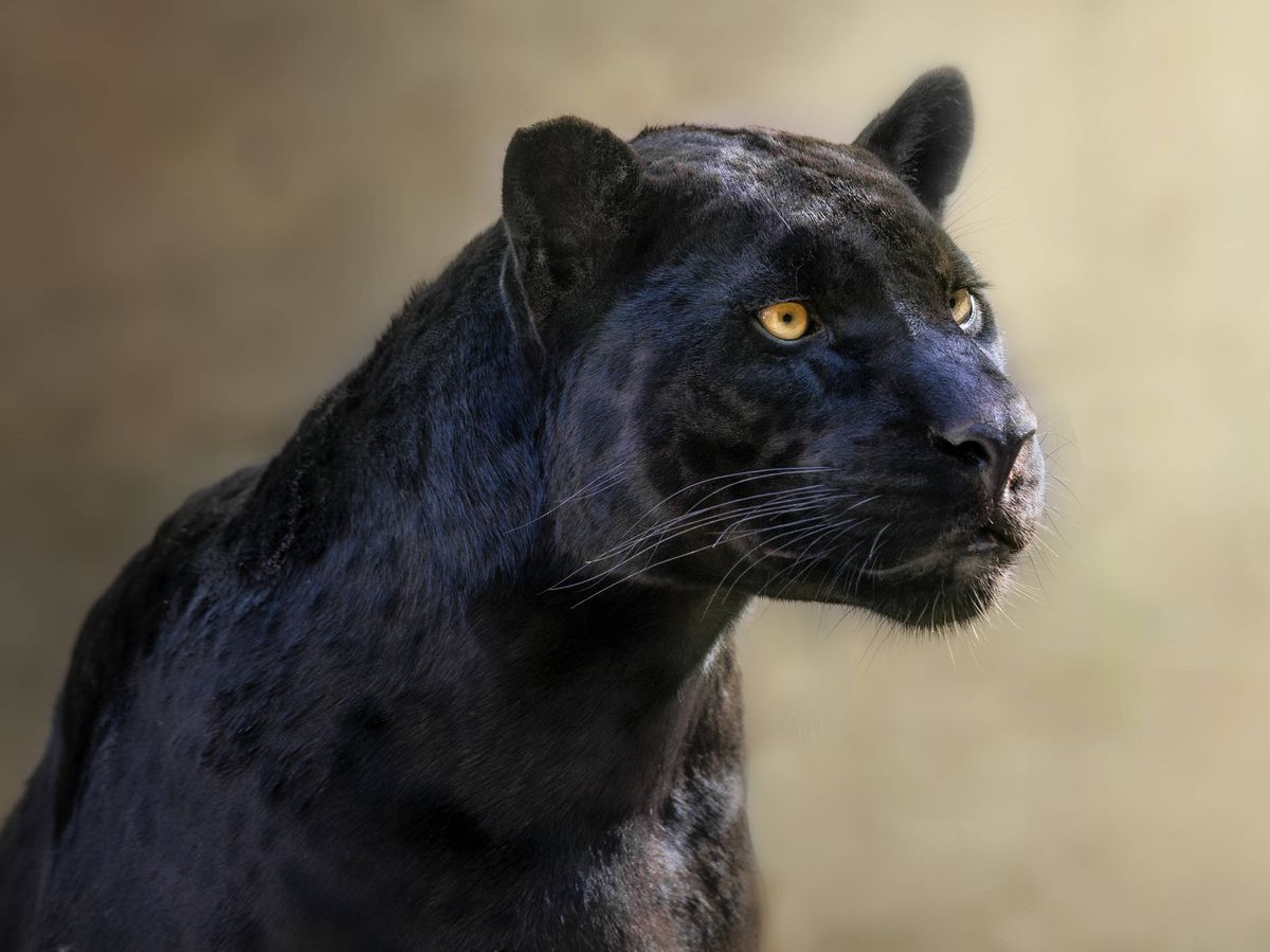 Foto: Una pantera negra - Archivo. (iStock)
