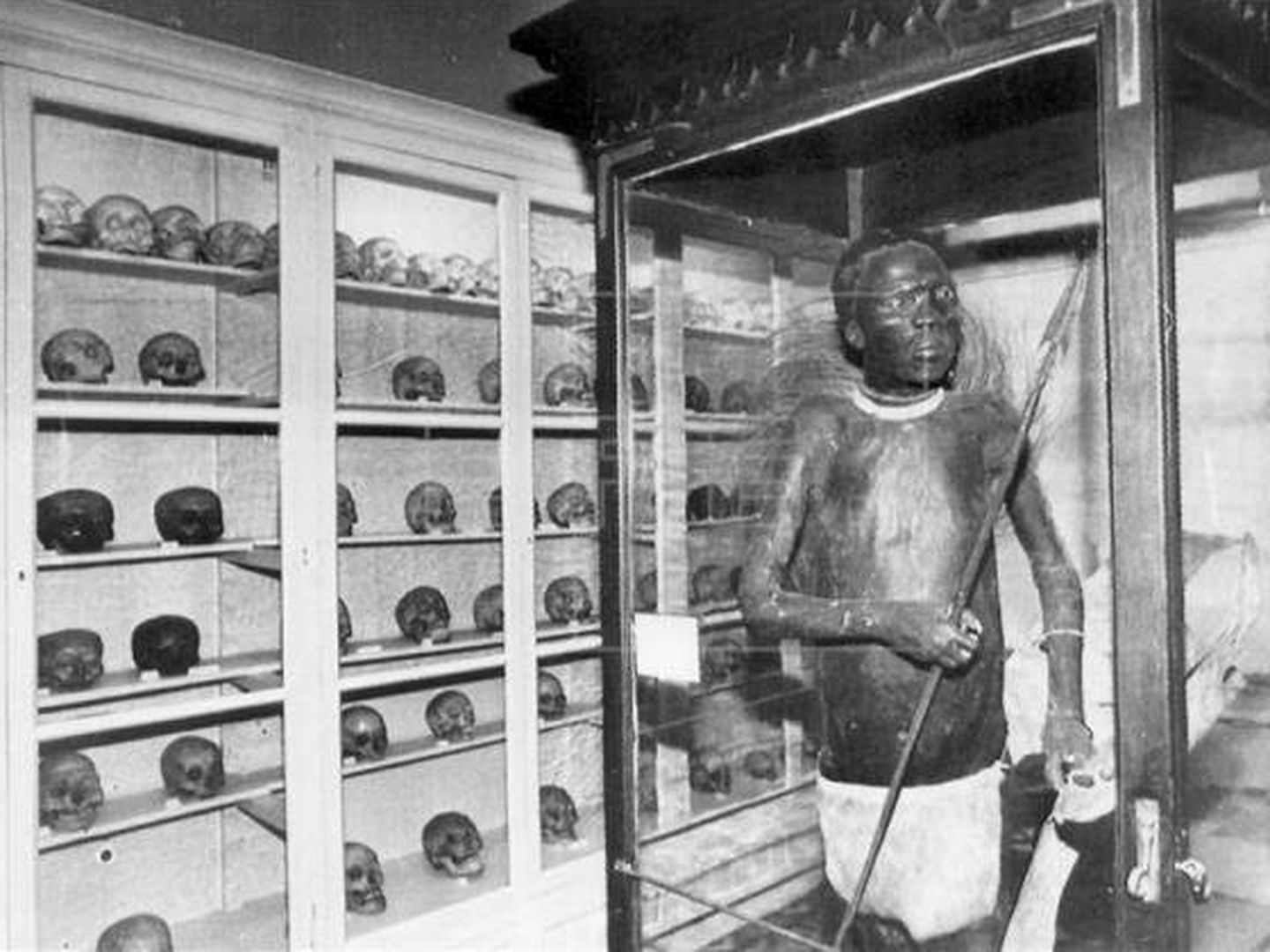 El Negro de Banyoles en el museo. (EFE)