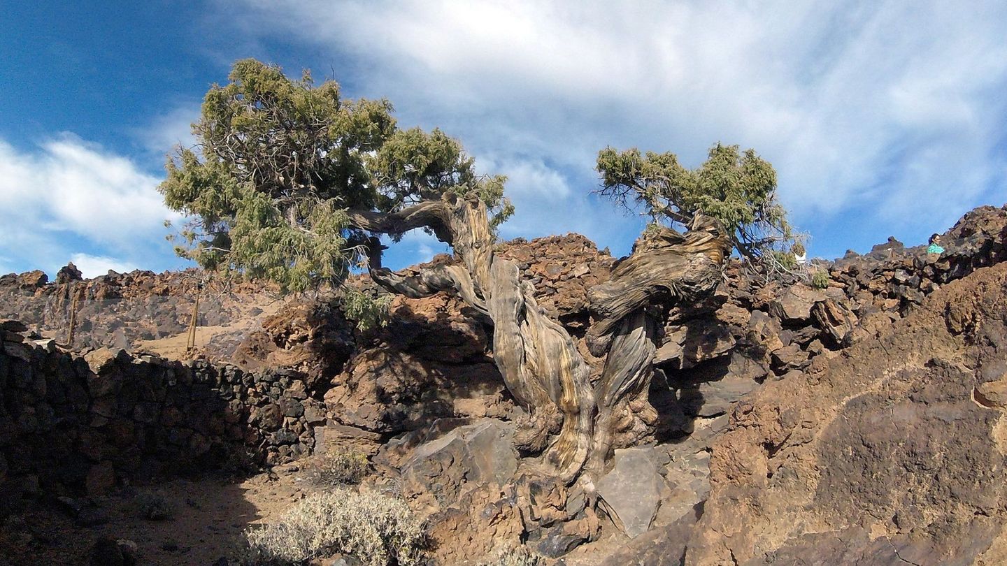  Imagen cedida por el Cabildo de Tenerife del ejemplar de cedro canario, denominado el 'Patriarca' por los conocedores del Parque Nacional del Teide.