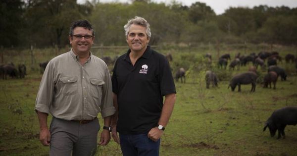 Foto: Manuel Murga (i) y Sergio Pascual (d), junto a sus cerdos, en una granja de Texas. (Fotos: Acornseekers)