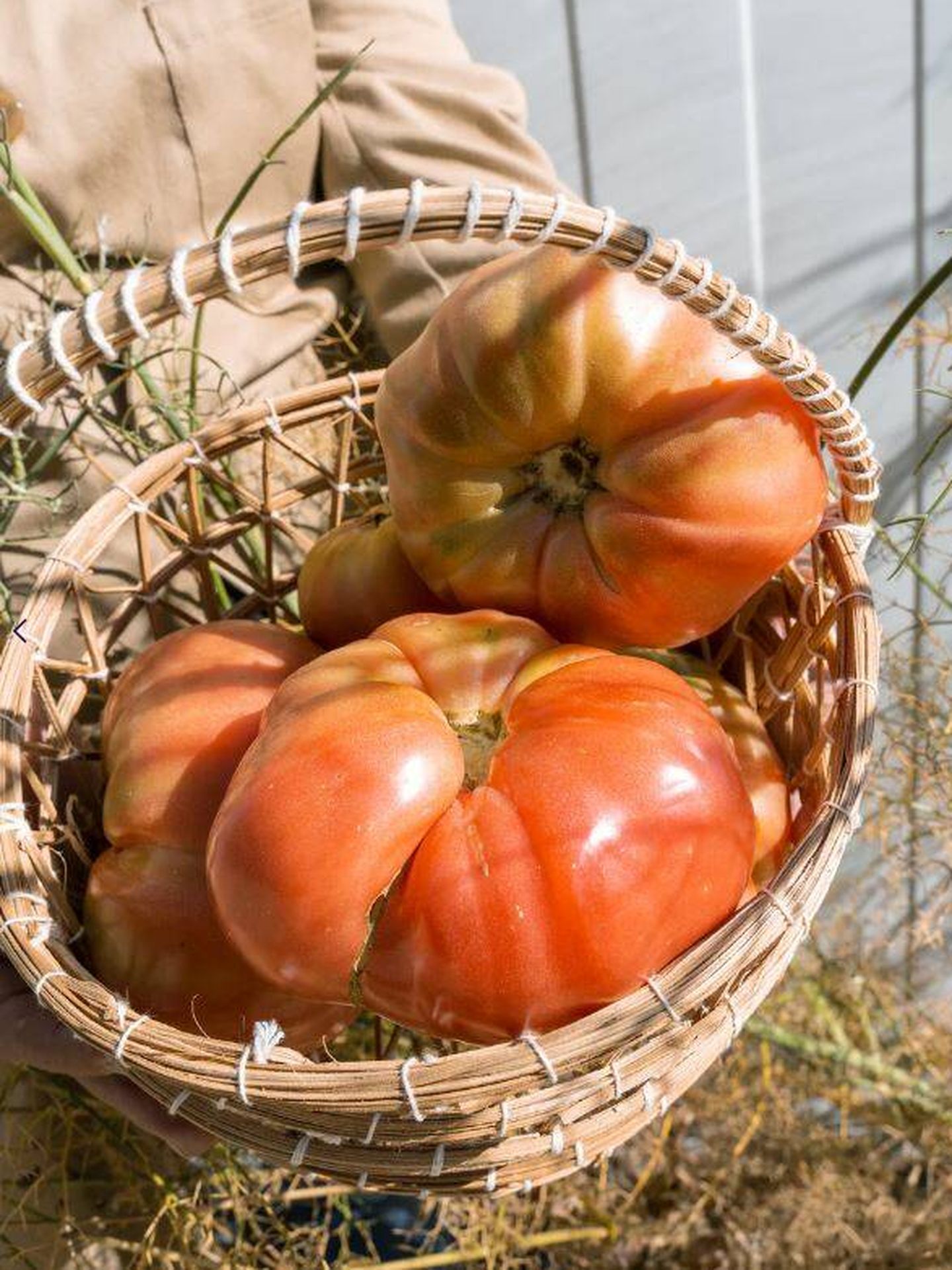 Tomates de Kosta Aroa que puedes comprar, si quedan, en la web de Petramora. (Cortesía)
