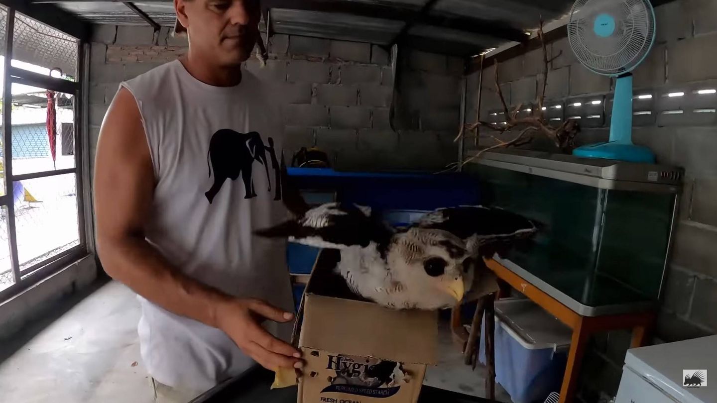 Frank Cuesta saca a la cría de búho de la caja en la que venía. (Youtube)