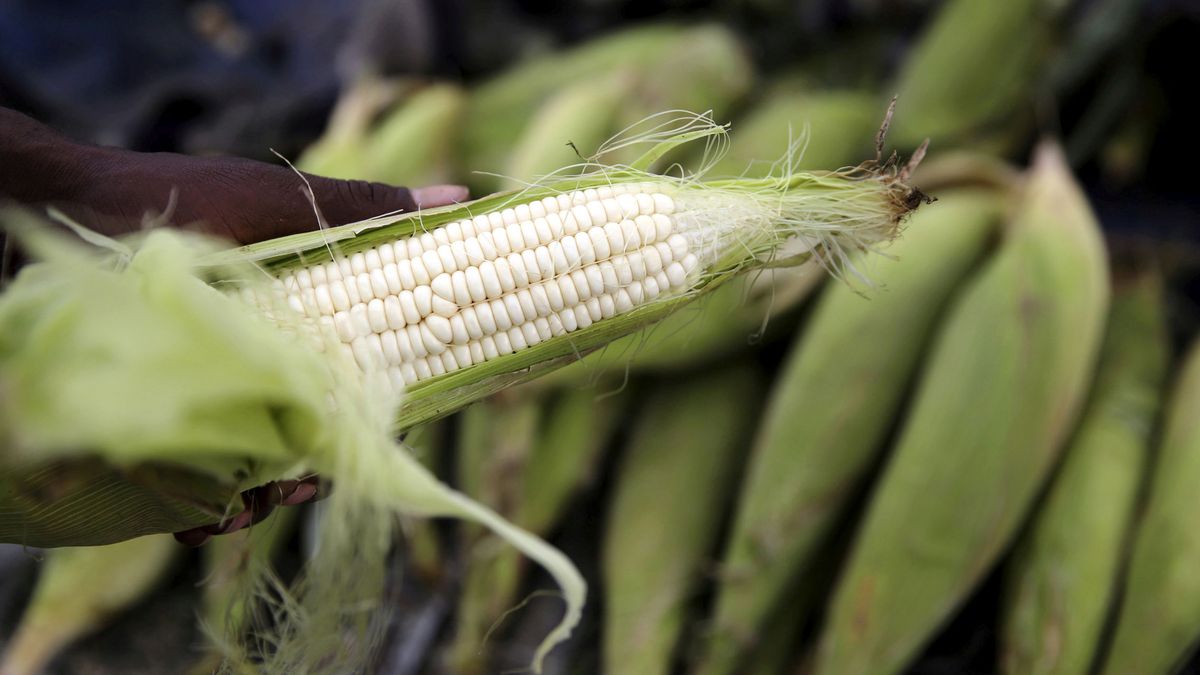 Descubren un maíz que no necesita fertilizantes: crece usando aire y bacterias