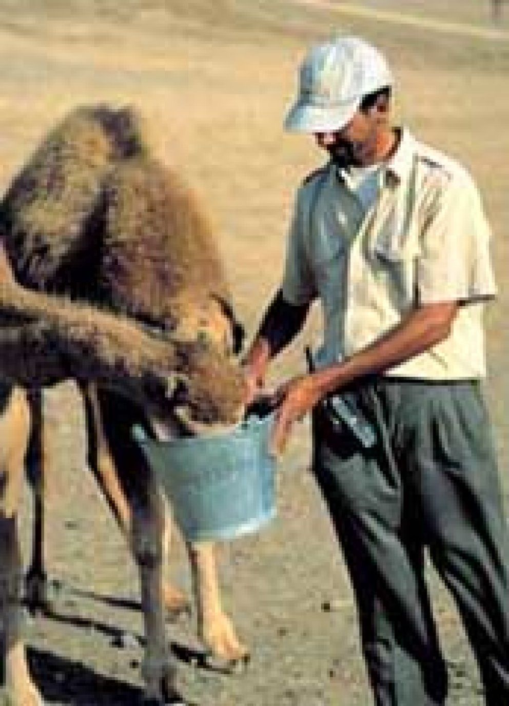 Foto: Leche de camella: ponla en la cara además de beberla
