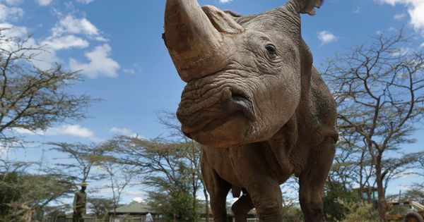 Foto: Muere el último rinoceronte blanco del norte macho del mundo. (EFE)